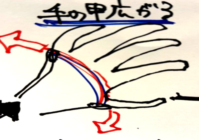 手の甲を広げる動作の説明